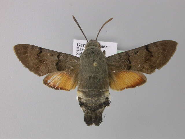 Image of humming-bird hawk moth