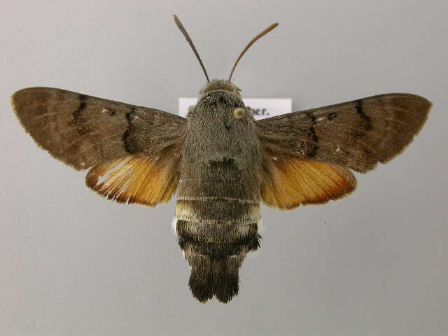 Image of humming-bird hawk moth