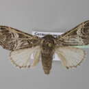 <i>Drymonia querna</i>的圖片