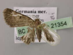 Image of Eupithecia selinata Herrich-Schäffer 1861