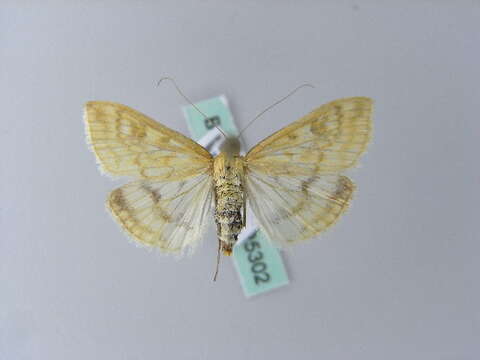 صورة Sitochroa verticalis Linnaeus 1758