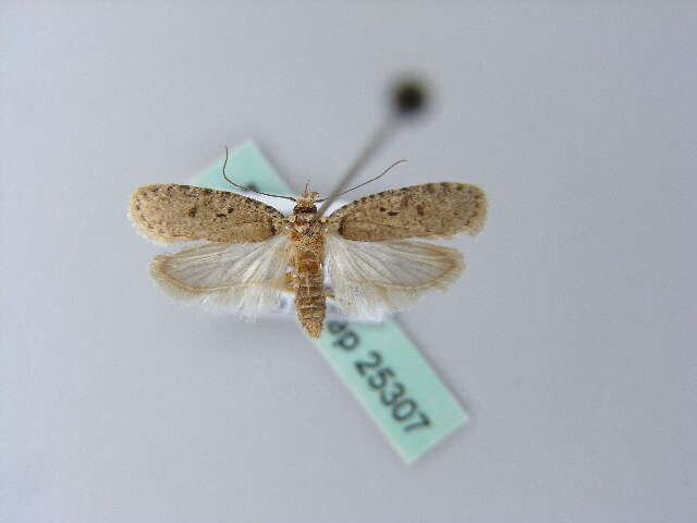 Image of Agonopterix curvipunctosa Haworth 1811