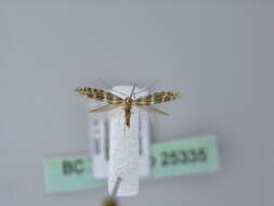 Imagem de Argyresthia trifasciata Staudinger 1871