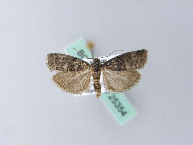 Image of Acrobasis obtusella Hübner 1796