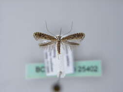 Image of Hazel Slender