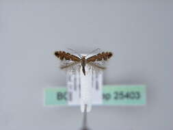 Imagem de Phyllonorycter strigulatella (Zeller 1846)