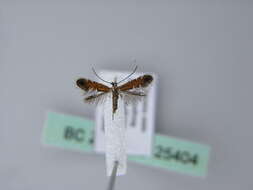 Image of Phyllonorycter lautella (Zeller 1846)