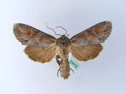 Image of Pale shining brown moth