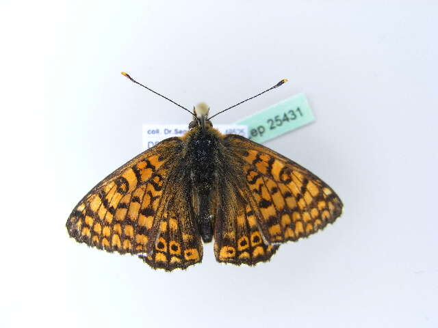 Image of glanville fritellary