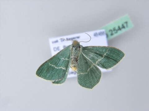 Image of small grass emerald