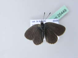 Image of small blue