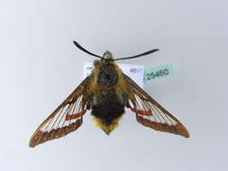 Image of broad-bordered bee hawk-moth