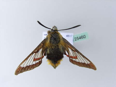 Imagem de Hemaris fuciformis (Linnaeus 1758)