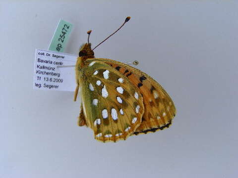 Image of Argynnis aglaja