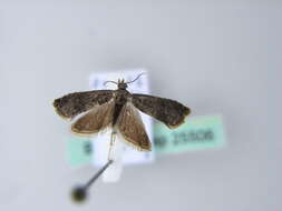 Image of Moth