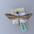 صورة Stenoptilia annadactyla Sutter 1988