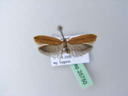 صورة <i>Ypsolopha ustella</i>