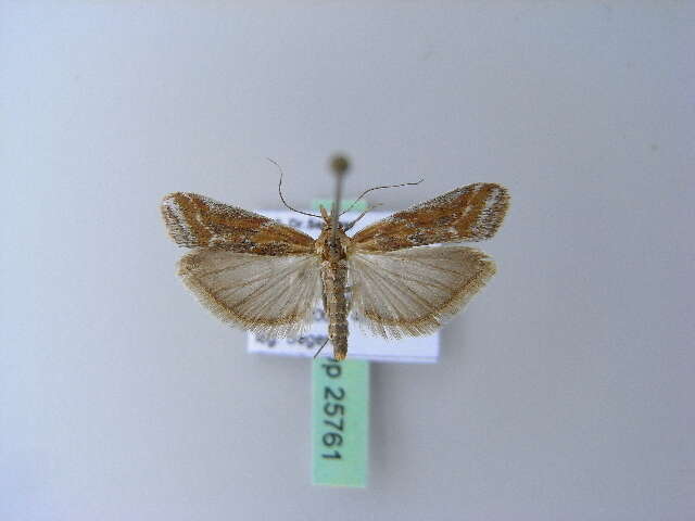 Ancylosis cinnamomella Duponchel 1836 resmi