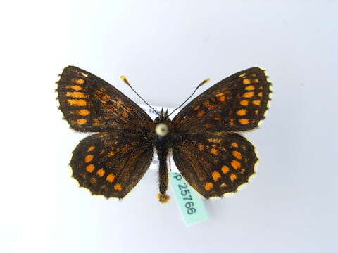 Imagem de Melitaea britomartis