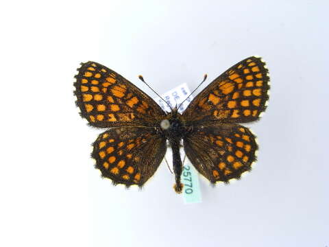 Imagem de Melitaea britomartis