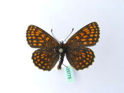 Imagem de Melitaea britomartis