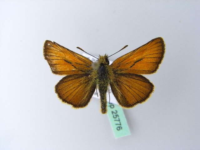 Image of small skipper