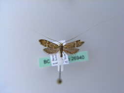 Image of Nemophora congruella Fischer von Röslerstamm 1838