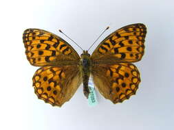 Image of High brown fritillary