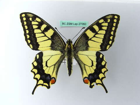 Image of Old World Swallowtail