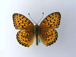 Image of Argynnis aglaja