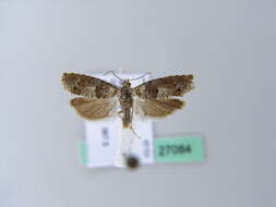 Image of square-barred bell moth