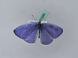 Image of holly blue