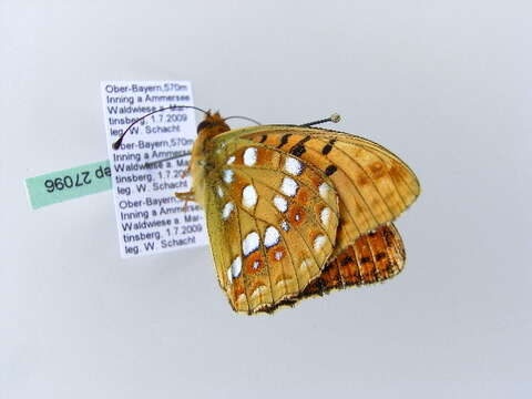 Image of High brown fritillary