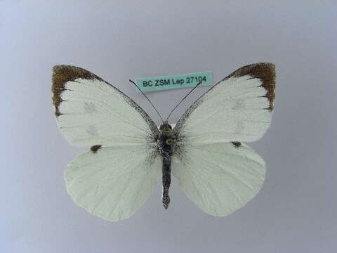 Image of cabbage butterfly