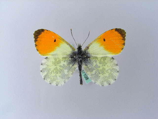 Image of orange tip