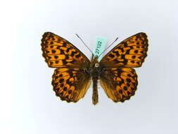 Image of <i>Boloria titania</i>