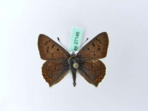 Image of <i>Lycaena tityrus</i>