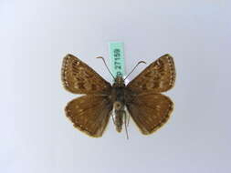 Image of dingy skipper