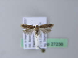 Image of dull red neb