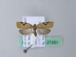 Image of Acleris notana Donovan 1806