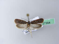 Image of Depressaria pimpinellae Zeller 1839