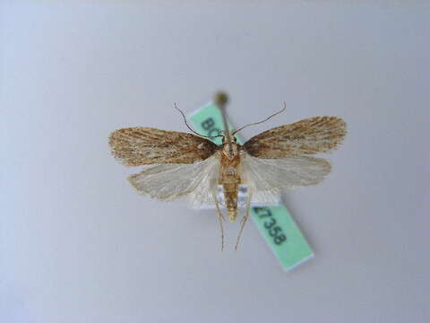 Image of Depressaria emeritella Stainton 1849