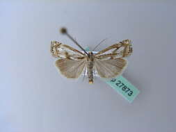 Image of Crambus alienellus Zincken 1817