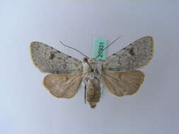 صورة Agrotis simplonia Geyer 1832