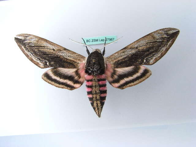 Image of privet hawk-moth