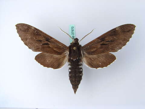 Image of Pine hawkmoth