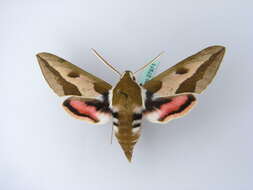 Image of Spurge Hawk Moth