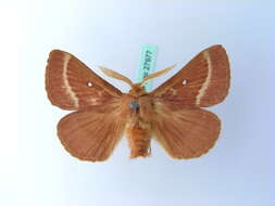 Image of grass eggar