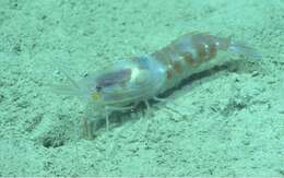 Image of armed nylon shrimp