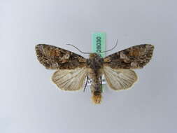 Image of Beautiful Brocade
